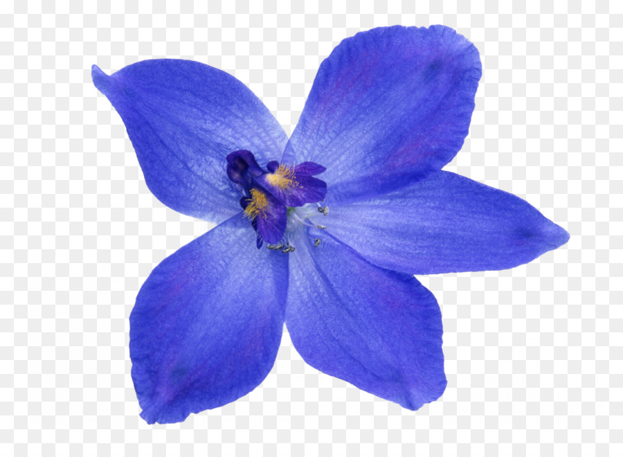 Immagine fiore Blu Foto Clip art - fiore