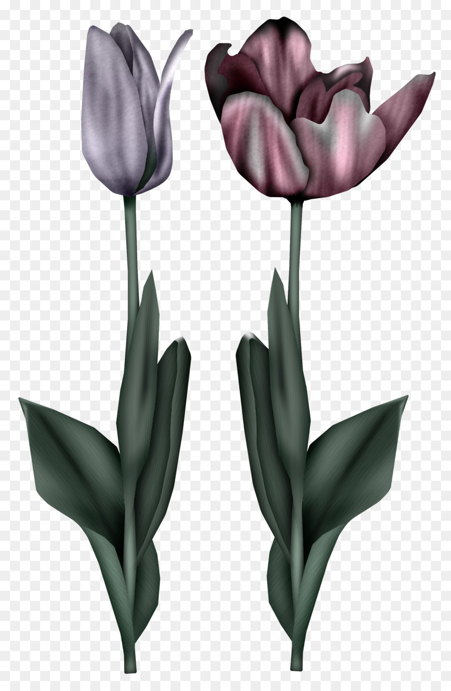 6 cách vẽ hoa tulip siêu cool  Sáng tạo  Việt Giải Trí