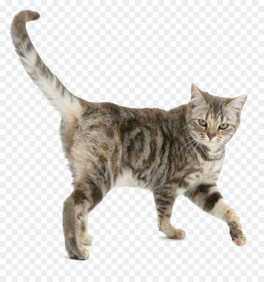 Felidae I Gatti Baffi Allevamento di gatti Tabby gatto gatto Tonkinese - Tabby gatto