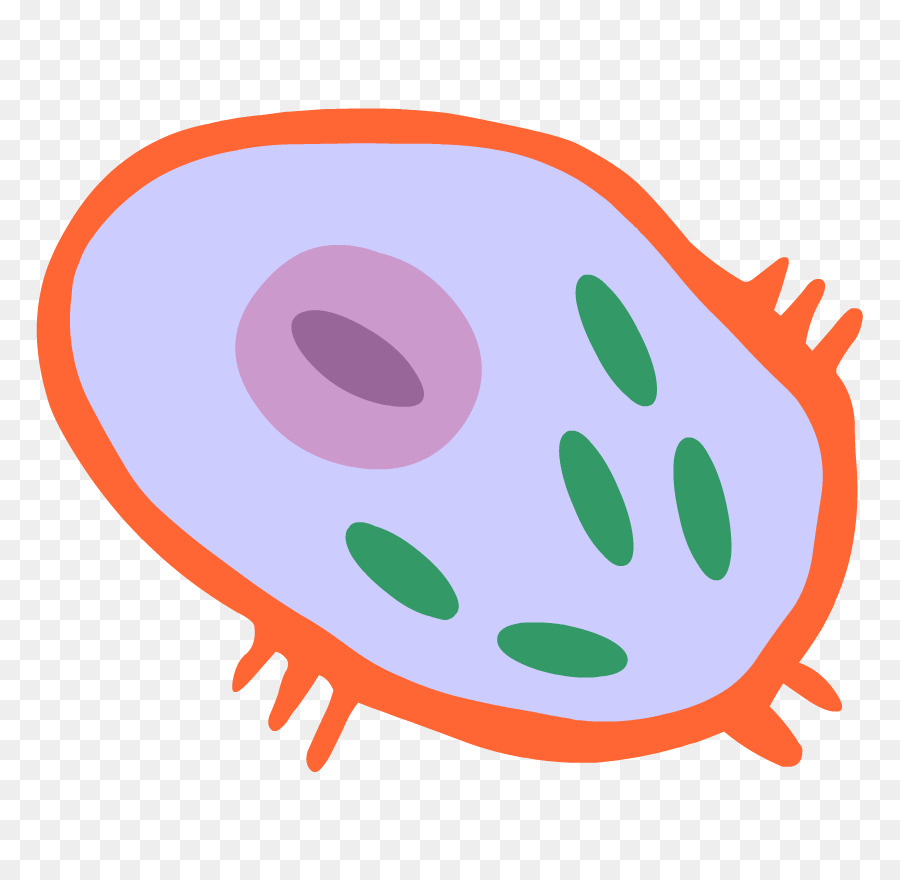 Le membrane delle cellule, Clip art Cèl·lula Corpo animale - Coltura cellulare