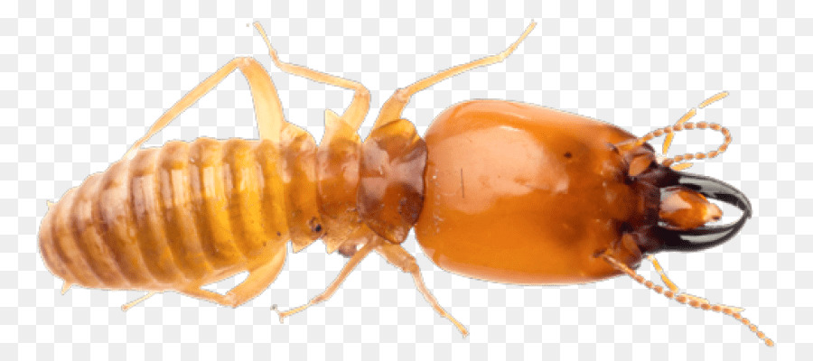 Il Premier Termite & Pest Control Ant Sterminatore - insetto