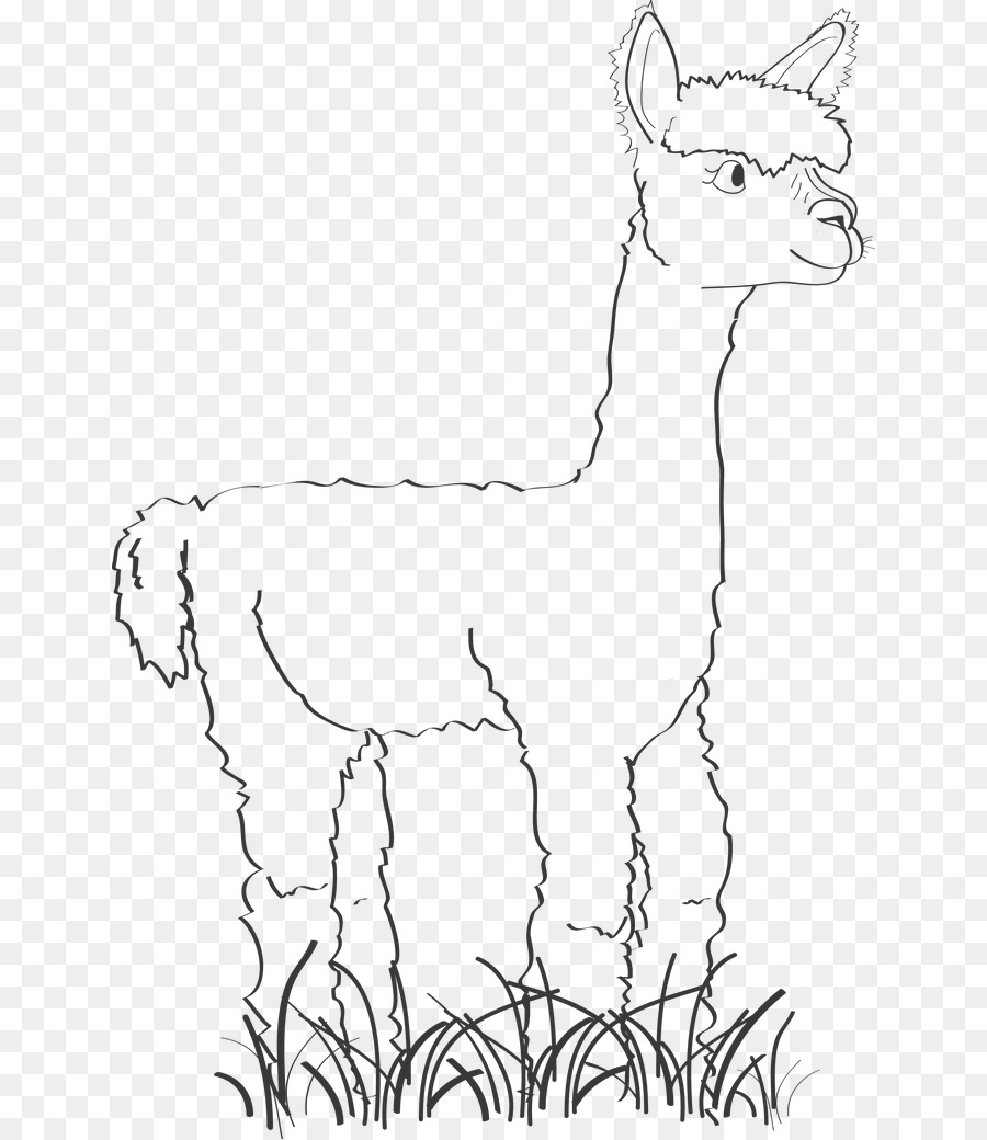 Alpaca E Lama Immagine Del Disegno Cartone Animato - alpaca