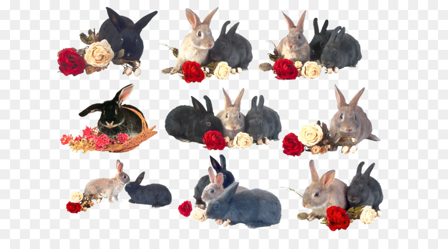 Thỏ trong nước Hare hà Lan Lớp lưu trữ rồng thỏ hà lan Lùn thỏ - thỏ