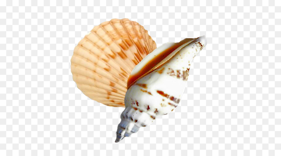 Cockle Seashell Conchology lumaca di Mare - conchiglia