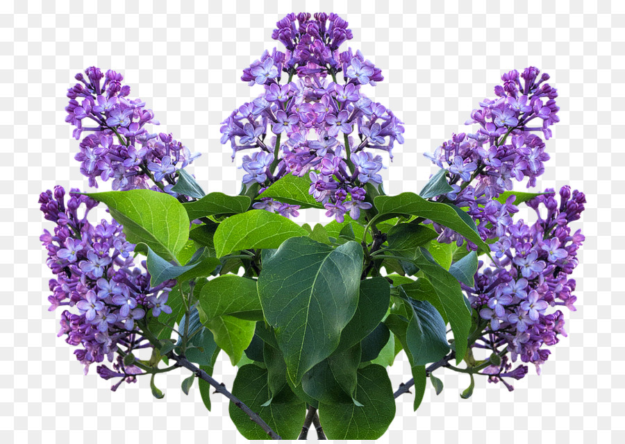 Portable Network Graphics Common lilac Flower Strauch - lila Blume