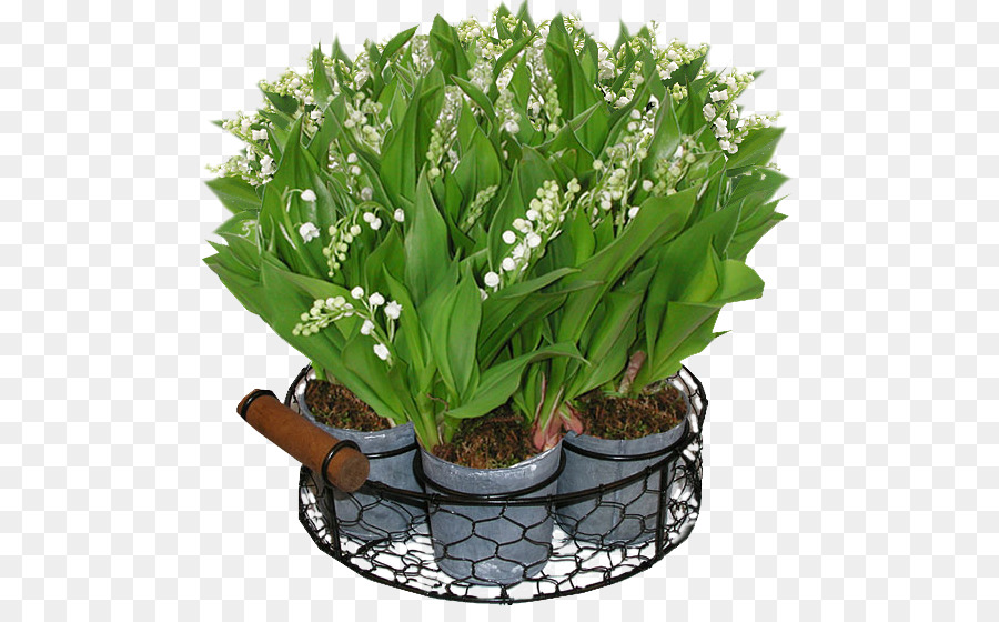 Französisch Alpine Club Chedde   Passy GIF clipart Image TinyPic - Lily of the Valley