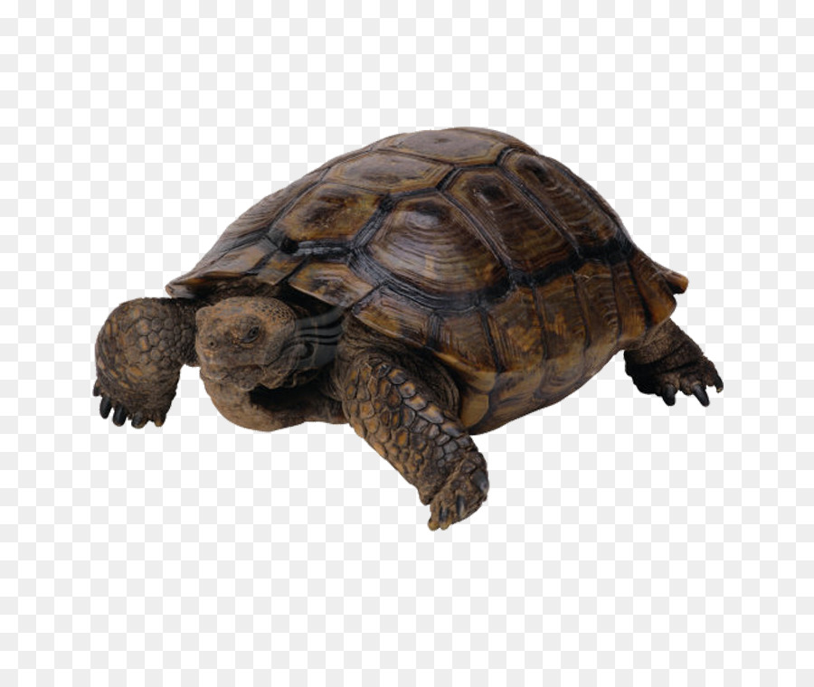 Sea turtle Reptil Portable Network Graphics Clip art - Schildkröte