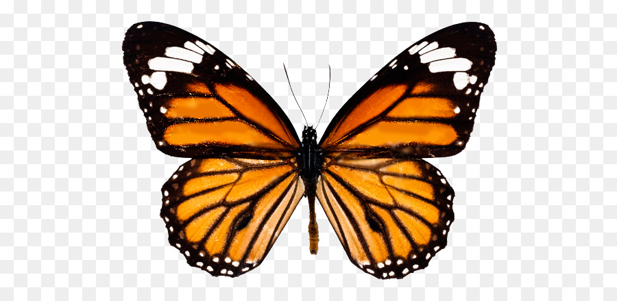 Farfalla monarca Portable Network Graphics Clip art Insetto - farfalla
