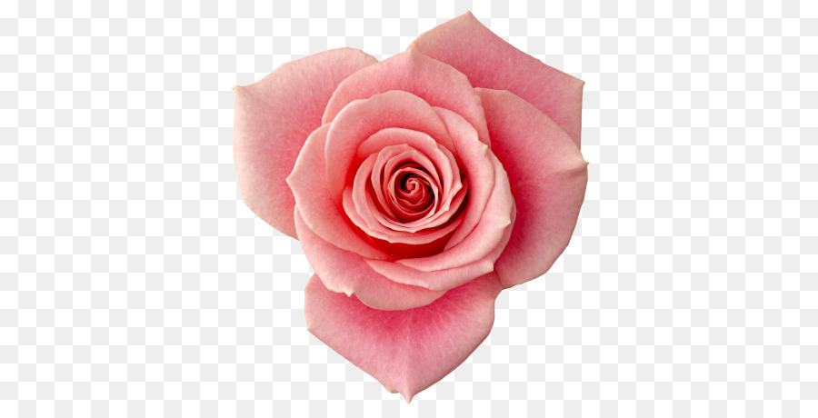 Giardino fiorito di rose Spiaggia rosa Ancora in Vita: Rose Rosa Immagine - fiore