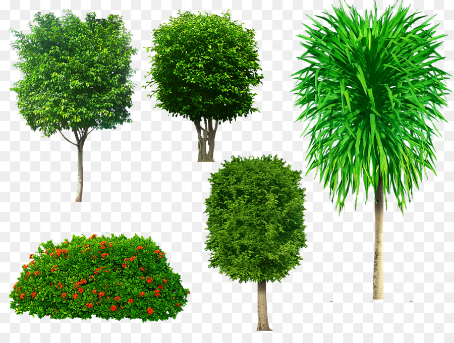 Baum Portable-Network-Graphics-Adobe Photoshop Psd-clipart - Baum