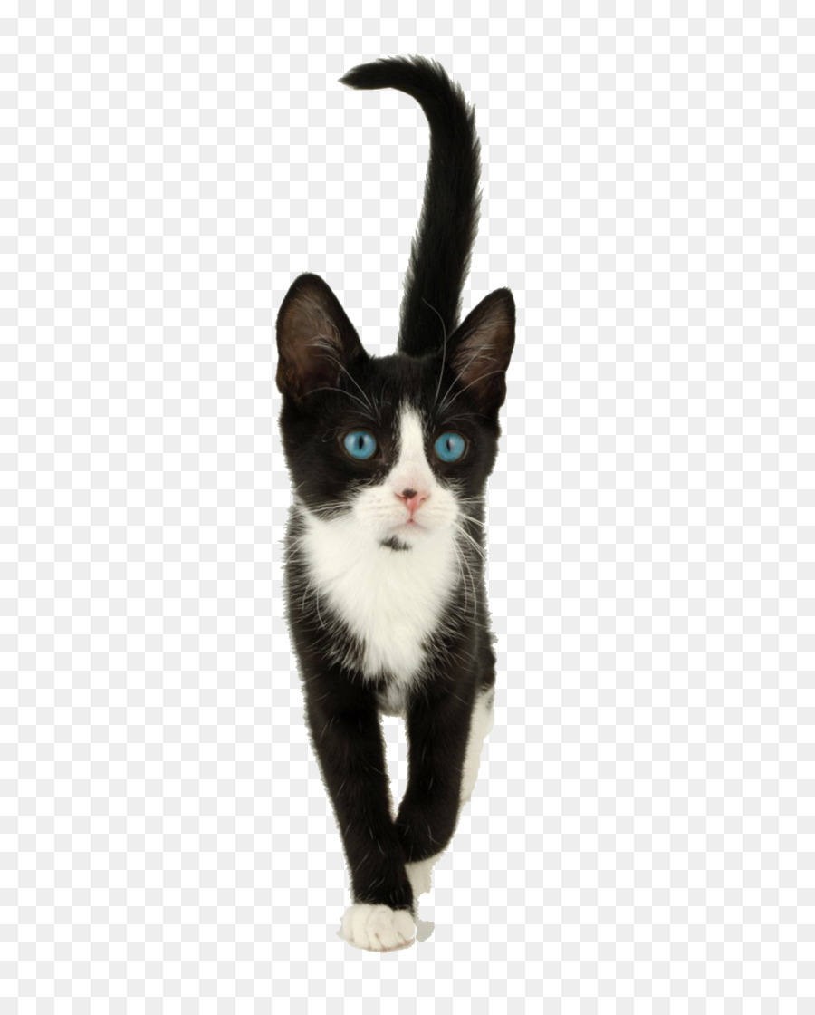 Baffi Cucciolo American Wirehair Domestico a pelo corto gatto Nero gatto - camminata di gatto