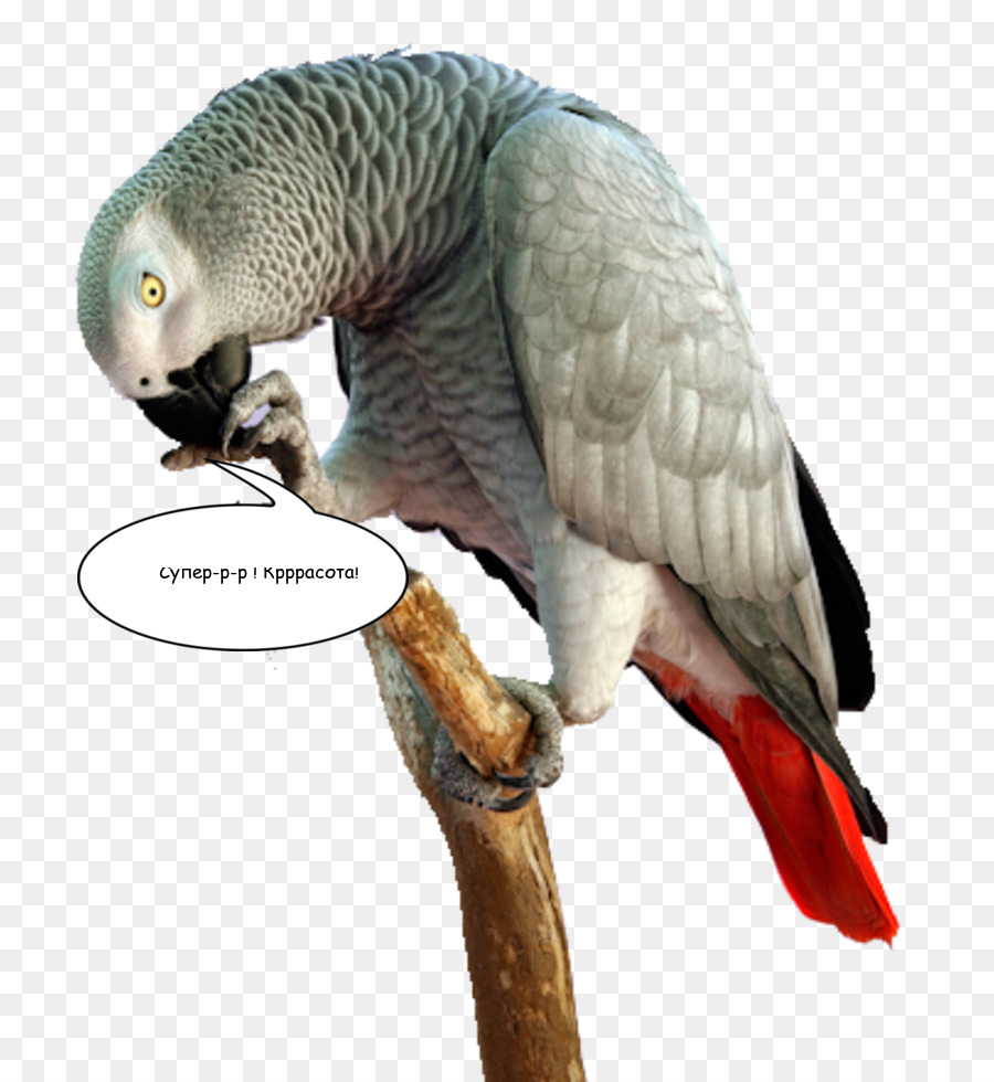 Uccello Di Pappagalli Macaw Pappagallo Becco - uccello