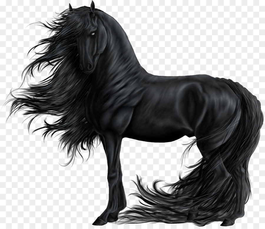 Mustang Zingara cavallo Stallone Nero Howrse - mustang