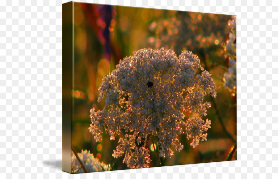 Flora Wildblumen - sonnendurchflutetes