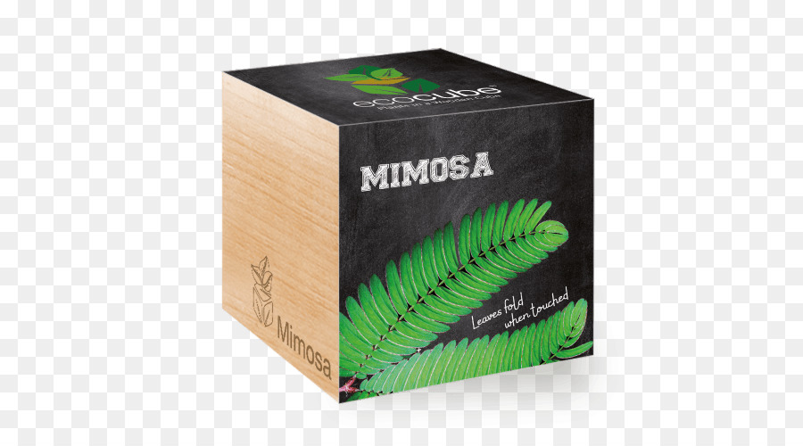 Mimosa pudica di Semi di Piante di Aloe Vera, Cubo Albero - piante