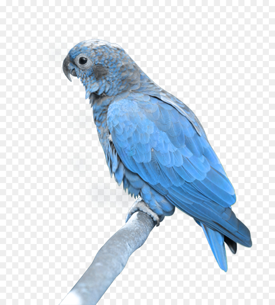 Parrot Portable Network Graphics Computer di Immagini Icone clipart - pappagallo