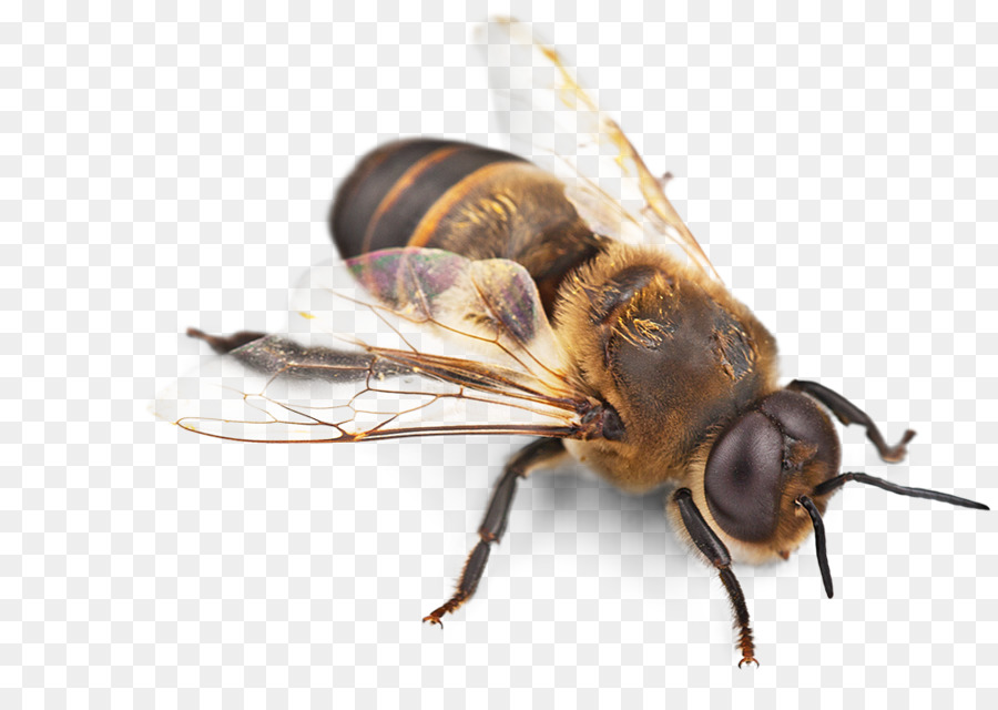 Western miele di ape Insetto Brulicante di Bee rimozione - ape