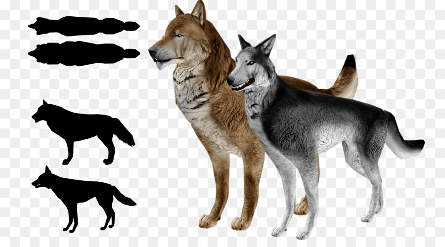Saarloos Wolfshund tschechoslowakische Wolfshund Siberian Husky Wolfshund Kunming Tamaskan Hund - dünnen Körper