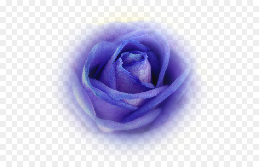 Blue rose Garden rose Cavolo di Petali di rose - lavanda rosa