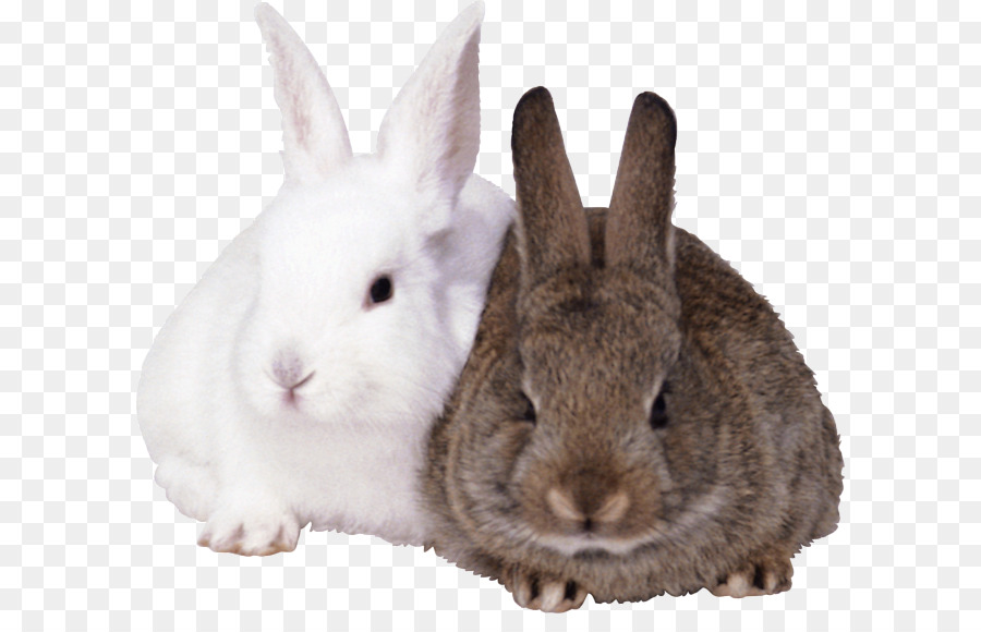 Đồ Họa Mạng di động Thỏ Clip nghệ thuật trong Suốt Ảnh - thỏ
