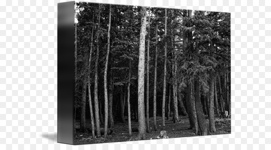 In bianco e nero /m/083vt Foresta Legno, Albero - foresta