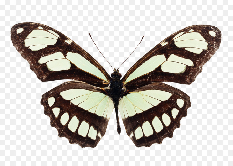 Schmetterling Insekt Common buckeye Pinsel-footed butterflies Druckgrafik - Schmetterling