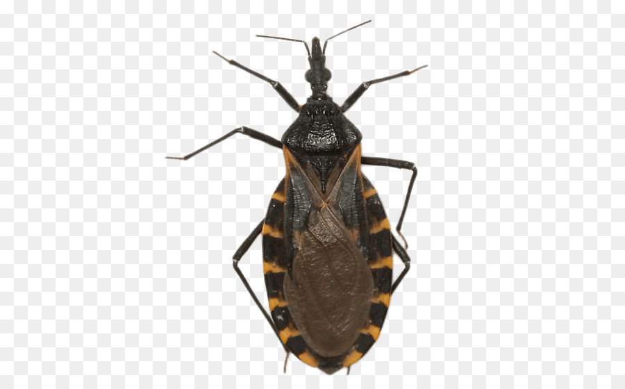 Texas Insekt Triatoma dimidiata Chagas Krankheit Tingidae - Insekt