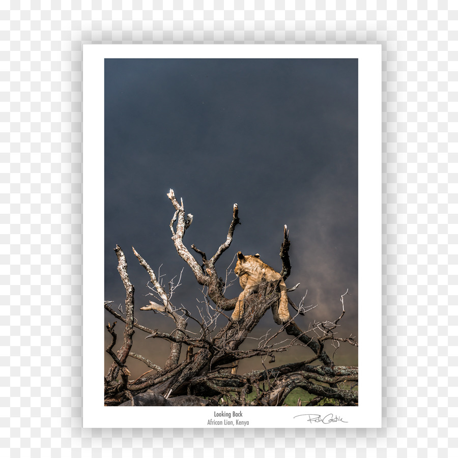 Fauna Wildlife Stock-Fotografie Treibholz - der stolz des Löwen