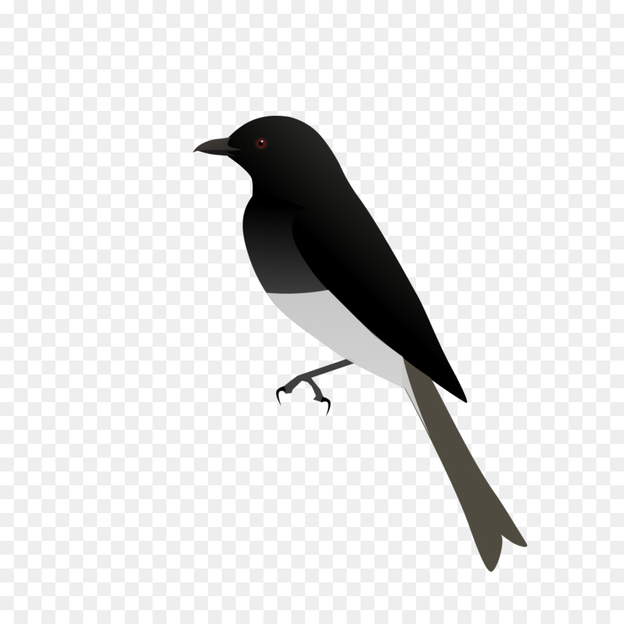 American corvo Eurasiatico gazza Uccello corvo imperiale Drongos - uccello
