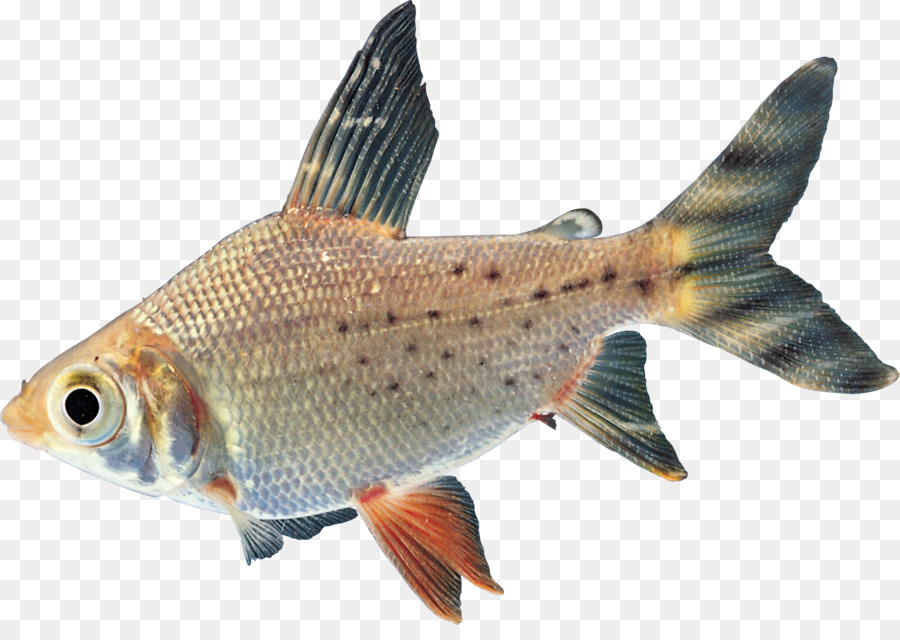 Goldfisch Karpfen Süßwasserfische Tropischer Fisch - Fisch