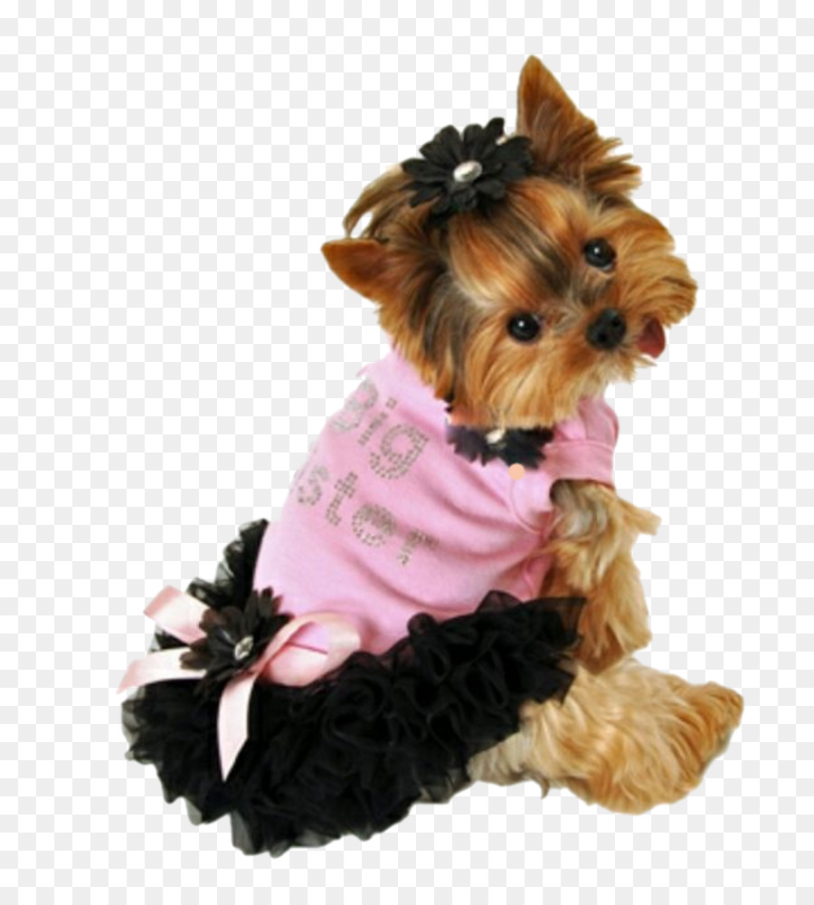 Yorkshire Terrier Welpe Chihuahua Mops Kleidung - Welpen