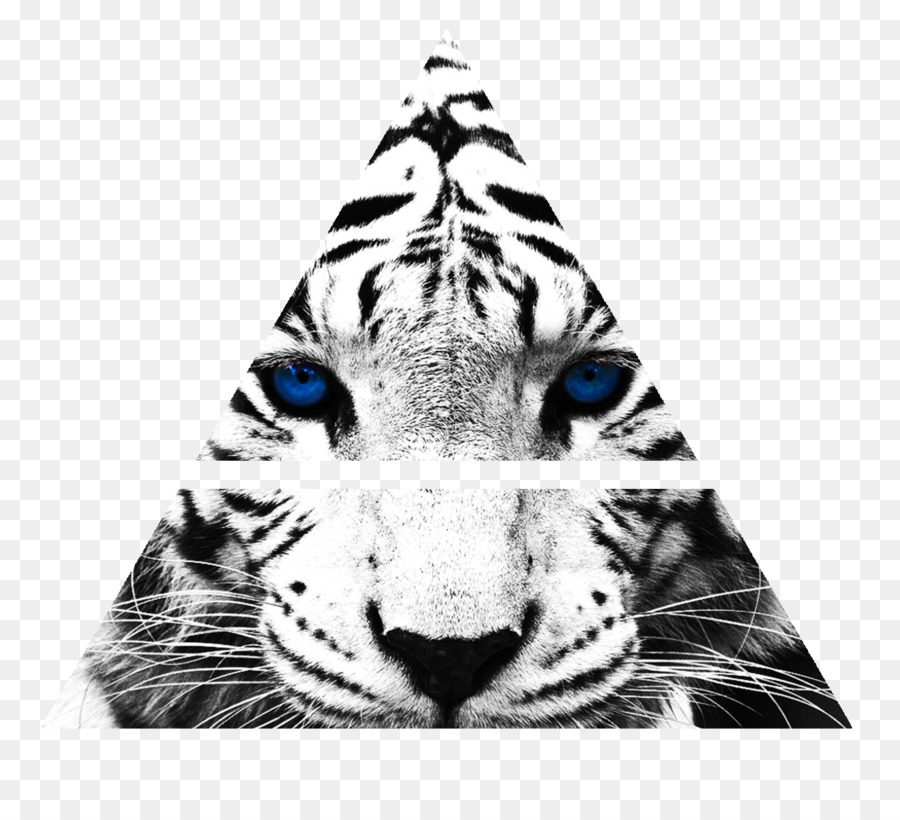Tiger Maledizione della tigre Bianca Sfondo del Desktop Felidae Zoo - zampa di tigre