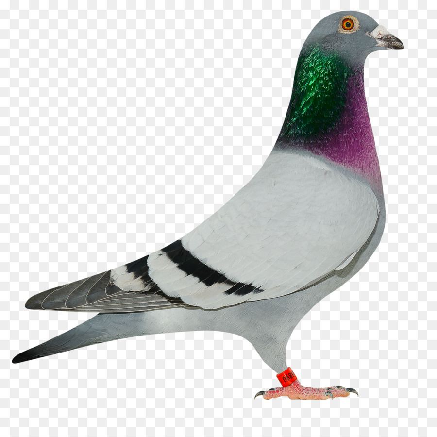 Thuộc họ Dẫn đường chim bồ câu Pigeon đua Marco Klein Falckenborg Pigeon thể thao - Pigon