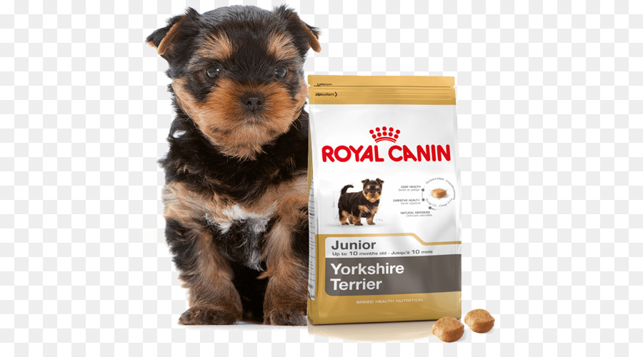 Yorkshire Terrier Cucciolo Di Gatto Gattino Cibo Per Cani - cucciolo