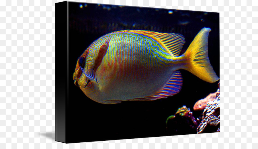 Aquarium Marine Biologie Coral reef fish Marine angelfishes - verblüffen