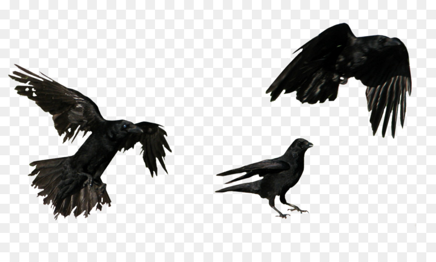 American crow Flug Portable Network Graphics Common raven - Krähe