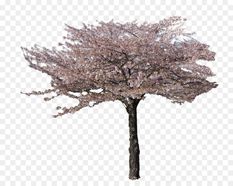 Portable Network Graphics Cherry blossom Tree Zweig - Kirschblüte