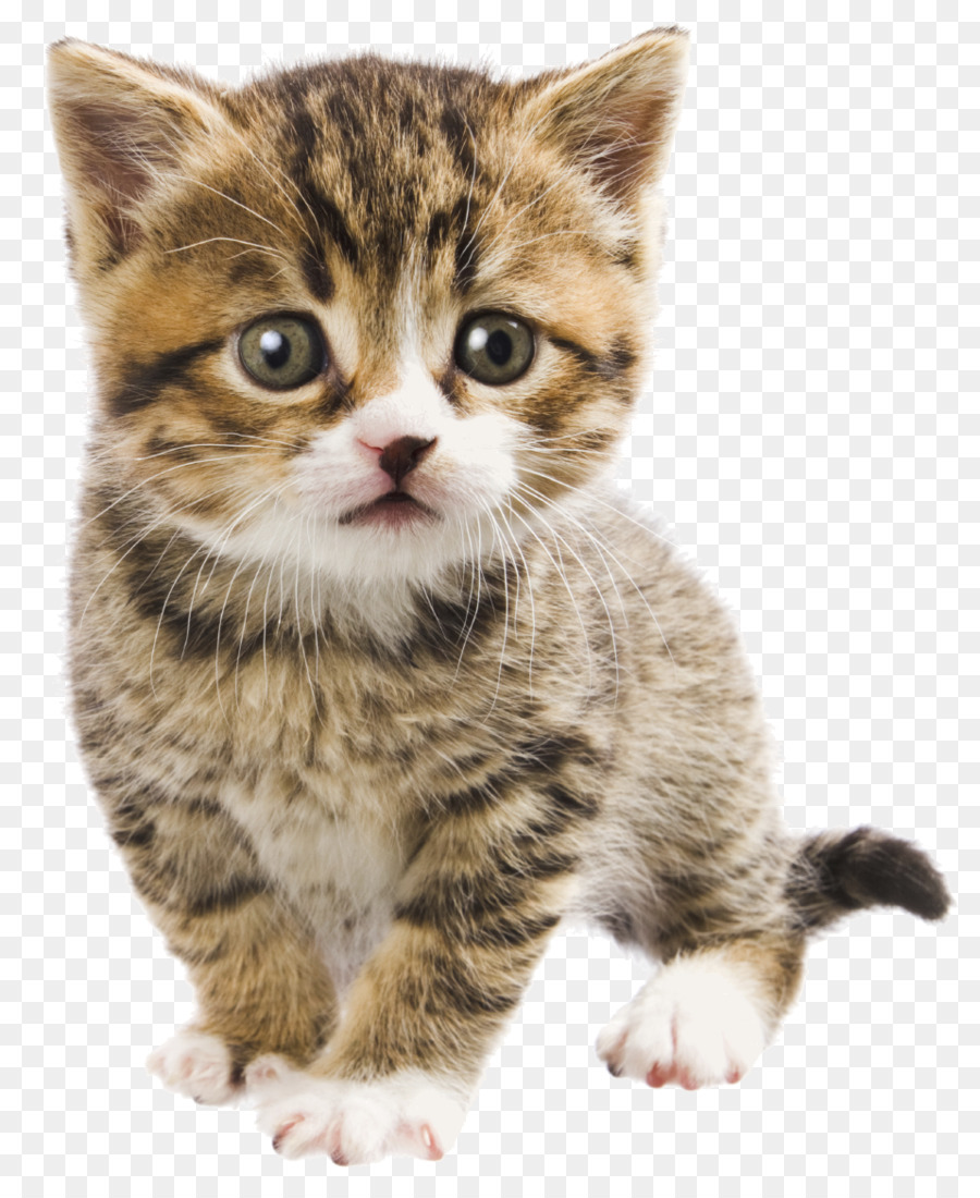 Kitten Persian cat Companion Animal Hospital Pet Tierarzt - Kätzchen