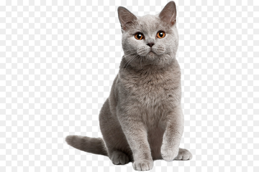 British Shorthair gatto persiano norvegese delle Foreste è un gatto American Shorthair Kitten - gattino