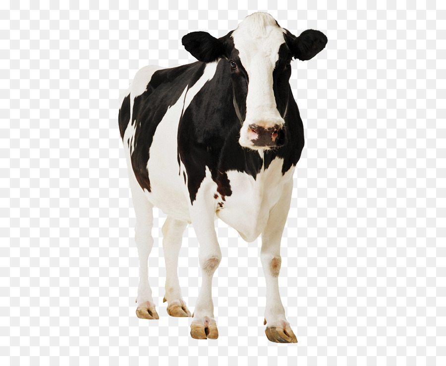 Holstein Friesian bestiame in Piedi del cartone di Poster di Cartone - mucca in bianco e nero