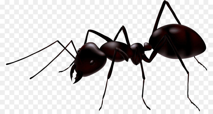 Ant Cartoon png download - 850*469 - Free Transparent Ant png Download. -  CleanPNG / KissPNG