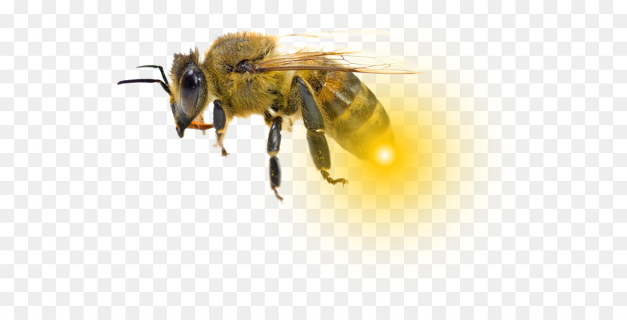 Honey bee Bumblebee کاروفناوری stigma Hornet - Biene