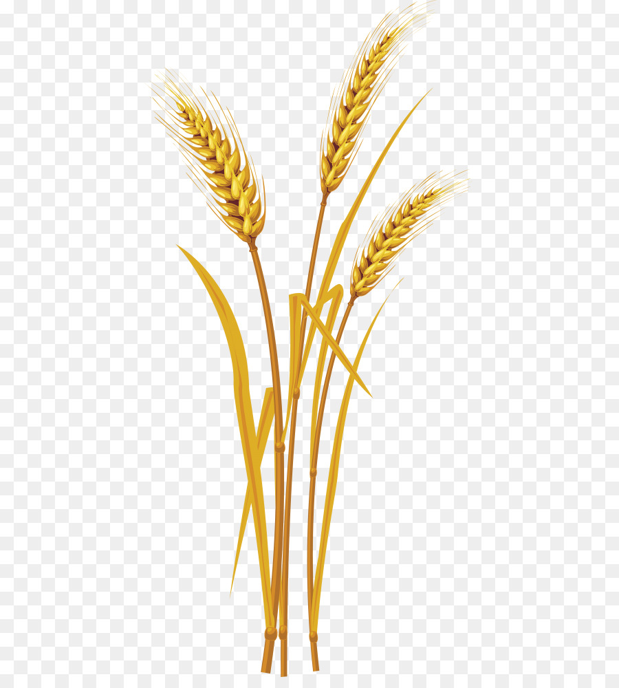 Wheat Cartoon png download - 480*984 - Free Transparent Cereal png  Download. - CleanPNG / KissPNG