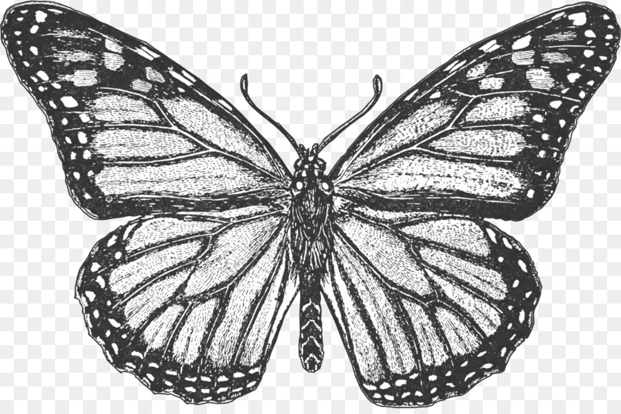 Monarch butterfly Malbuch-Malvorlagen Insekten - - Schmetterling