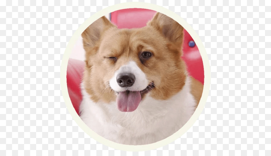 Pembroke Welsh Corgi-Desktop Wallpaper Pet Working dog - corgi Welpe