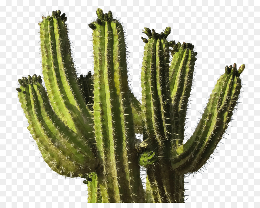 Cactus Portable Network Graphics Transparenz-clipart-Bild - Kaktus