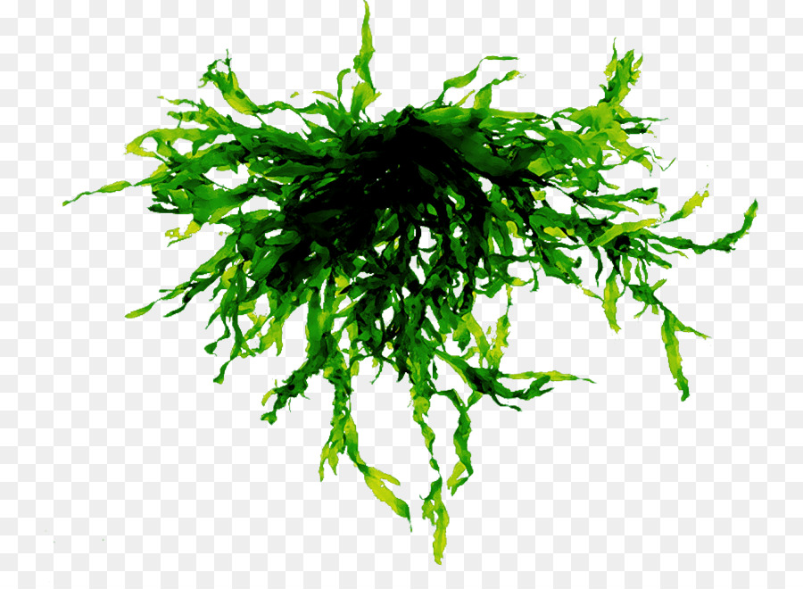Seaweed Cartoon