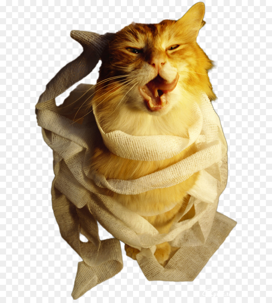 Mèo Râu Clip thuật Nhiếp Ảnh - con mèo