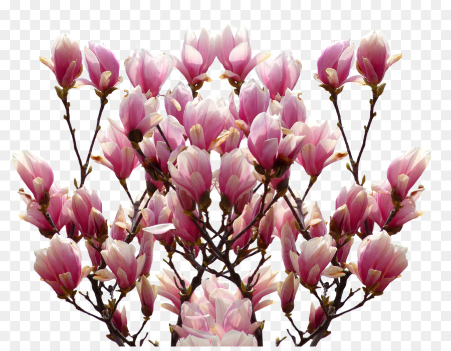 Đồ Họa Mạng di động hình Ảnh Nam magnolia chứng khoán.xchng - quỳ hoa