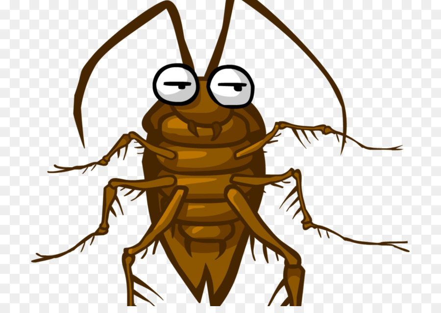 Scarafaggio americano Insetto Parassita Blattodea - scarafaggio